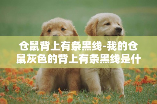 倉鼠背上有條黑線-我的倉鼠灰色的背上有條黑線是什么品種啊？