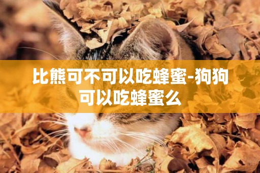 比熊可不可以吃蜂蜜-狗狗可以吃蜂蜜么