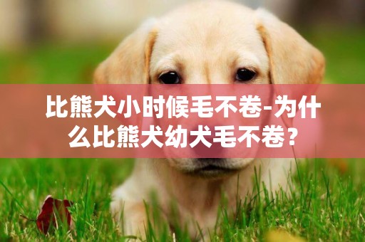 比熊犬小時候毛不卷-為什么比熊犬幼犬毛不卷？
