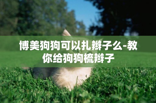博美狗狗可以扎辮子么-教你給狗狗梳辮子