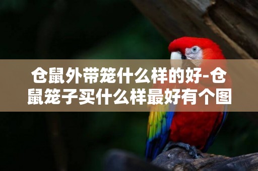倉鼠外帶籠什么樣的好-倉鼠籠子買什么樣最好有個圖