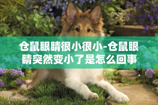 倉鼠眼睛很小很小-倉鼠眼睛突然變小了是怎么回事
