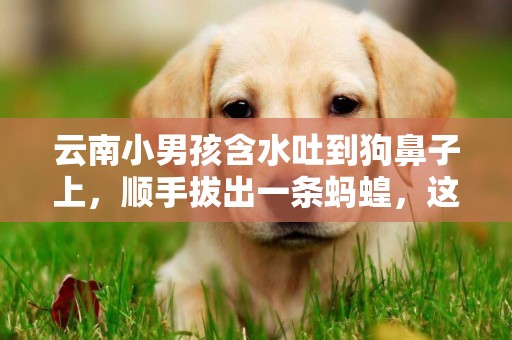 云南小男孩含水吐到狗鼻子上，順手拔出一條螞蝗，這是什么原理？ 