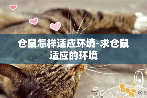 倉鼠怎樣適應環境-求倉鼠適應的環境