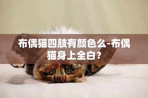 布偶貓四肢有顏色么-布偶貓身上全白？