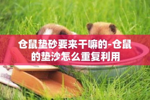 倉鼠墊砂要來干嘛的-倉鼠的墊沙怎么重復利用