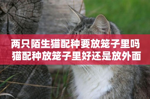 兩只陌生貓配種要放籠子里嗎 貓配種放籠子里好還是放外面