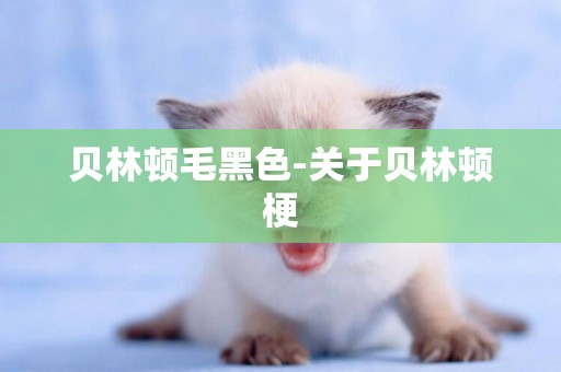 貝林頓毛黑色-關于貝林頓梗