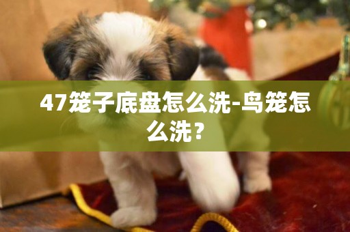 47籠子底盤怎么洗-鳥籠怎么洗？