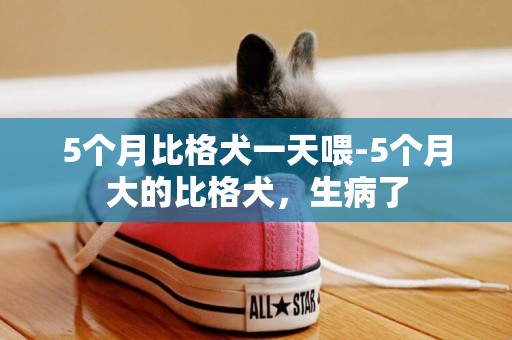 5個月比格犬一天喂-5個月大的比格犬，生病了