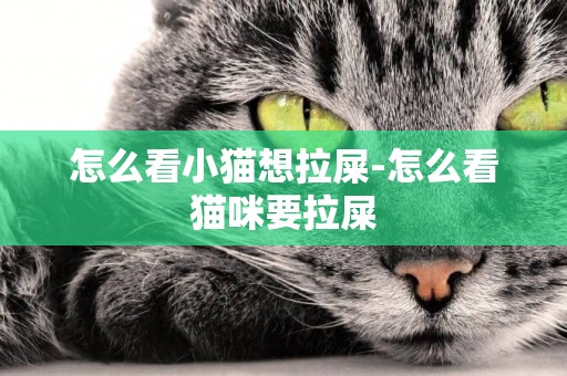 怎么看小貓想拉屎-怎么看貓咪要拉屎