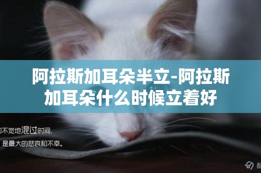 阿拉斯加耳朵半立-阿拉斯加耳朵什么時候立著好