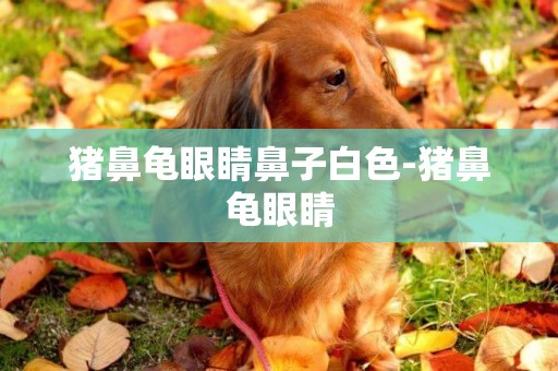 豬鼻龜眼睛鼻子白色-豬鼻龜眼睛
