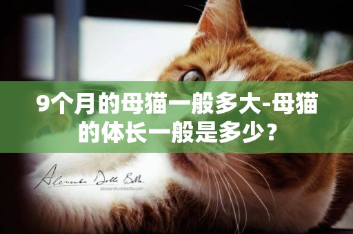 9個月的母貓一般多大-母貓的體長一般是多少？