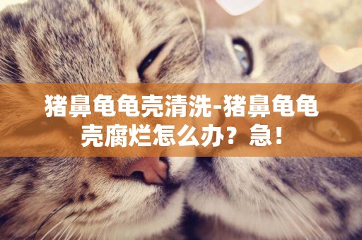 豬鼻龜龜殼清洗-豬鼻龜龜殼腐爛怎么辦？急！