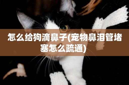 怎么給狗滴鼻子(寵物鼻淚管堵塞怎么疏通) 