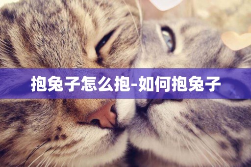抱兔子怎么抱-如何抱兔子