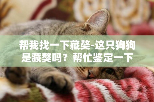 幫我找一下藏獒-這只狗狗是藏獒嗎？幫忙鑒定一下