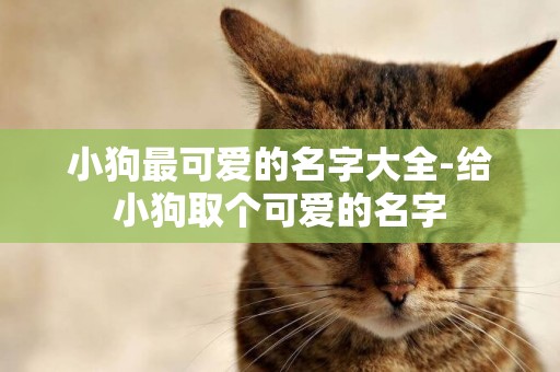 小狗最可愛的名字大全-給小狗取個可愛的名字