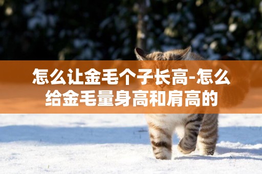 怎么讓金毛個子長高-怎么給金毛量身高和肩高的