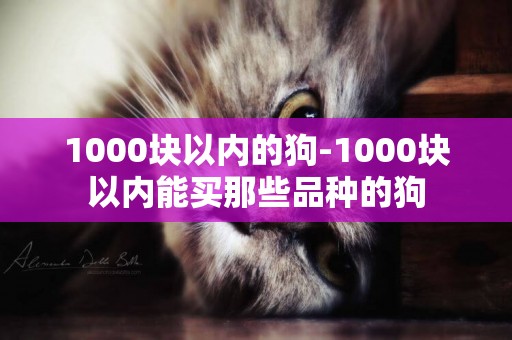 1000塊以內的狗-1000塊以內能買那些品種的狗