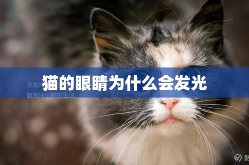 貓的眼睛為什么會發光