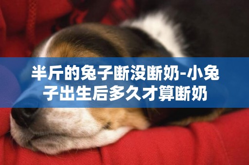 半斤的兔子斷沒斷奶-小兔子出生后多久才算斷奶