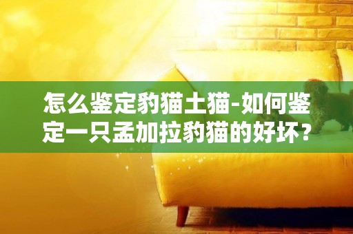 怎么鑒定豹貓土貓-如何鑒定一只孟加拉豹貓的好壞？
