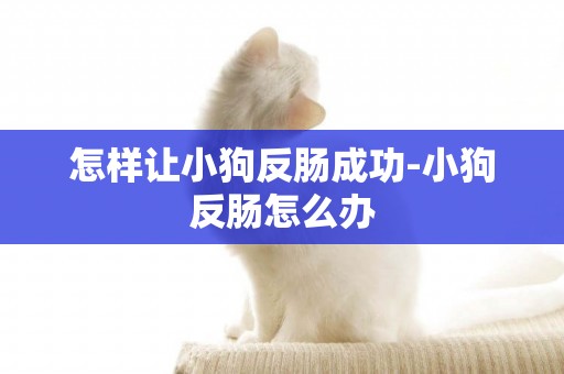 怎樣讓小狗反腸成功-小狗反腸怎么辦