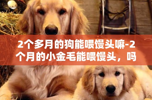 2個多月的狗能喂饅頭嘛-2個月的小金毛能喂饅頭，嗎