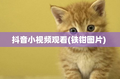 抖音小視頻觀看(鐵鉗圖片) 