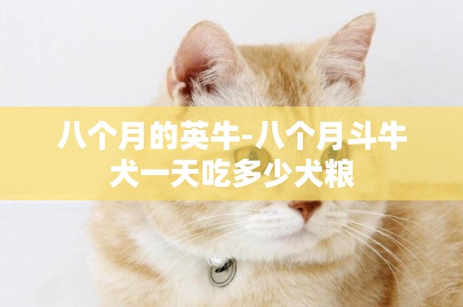 八個月的英牛-八個月斗牛犬一天吃多少犬糧