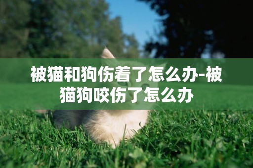 被貓和狗傷著了怎么辦-被貓狗咬傷了怎么辦