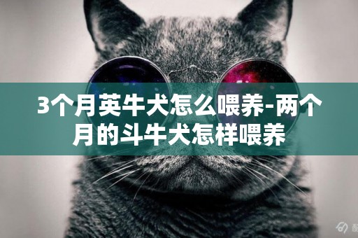 3個月英牛犬怎么喂養-兩個月的斗牛犬怎樣喂養