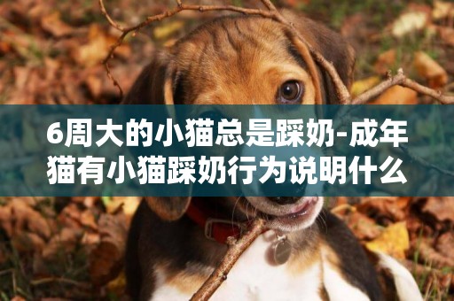 6周大的小貓總是踩奶-成年貓有小貓踩奶行為說明什么?