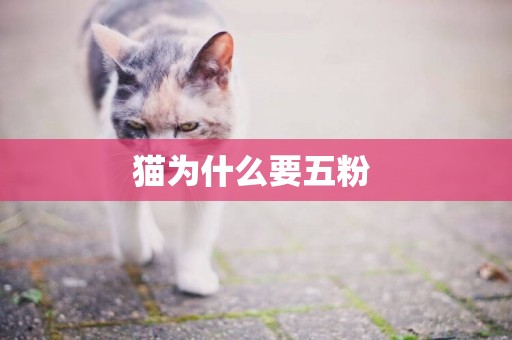 貓為什么要五粉 