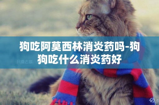 狗吃阿莫西林消炎藥嗎-狗狗吃什么消炎藥好