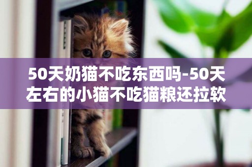 50天奶貓不吃東西嗎-50天左右的小貓不吃貓糧還拉軟便怎么辦?