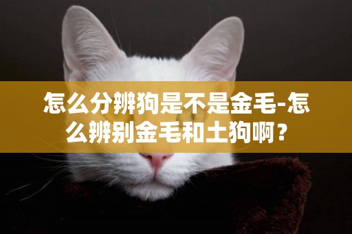 怎么分辨狗是不是金毛-怎么辨別金毛和土狗啊？