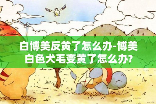 白博美反黃了怎么辦-博美白色犬毛變黃了怎么辦?
