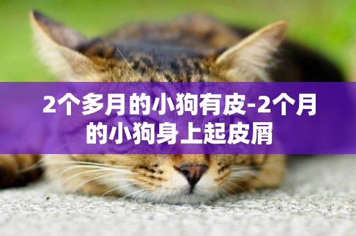 2個多月的小狗有皮-2個月的小狗身上起皮屑