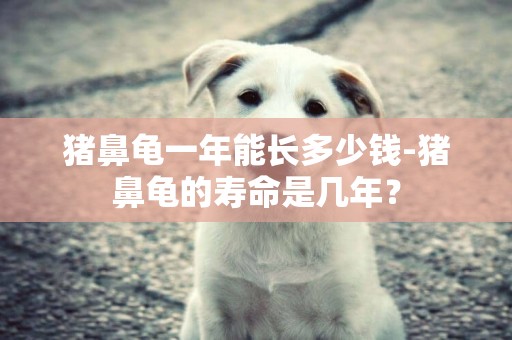 豬鼻龜一年能長多少錢-豬鼻龜的壽命是幾年？