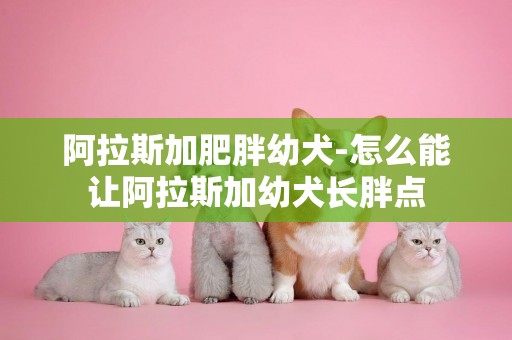 阿拉斯加肥胖幼犬-怎么能讓阿拉斯加幼犬長胖點