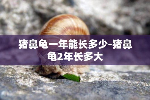 豬鼻龜一年能長多少-豬鼻龜2年長多大