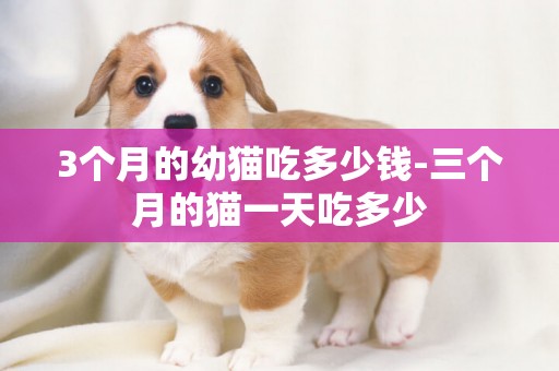 3個月的幼貓吃多少錢-三個月的貓一天吃多少