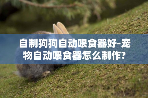 自制狗狗自動喂食器好-寵物自動喂食器怎么制作?