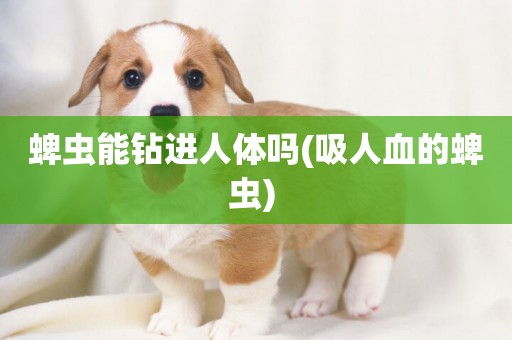 蜱蟲能鉆進人體嗎(吸人血的蜱蟲) 