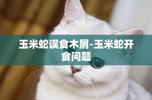 玉米蛇誤食木屑-玉米蛇開食問題