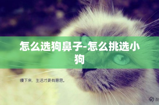 怎么選狗鼻子-怎么挑選小狗