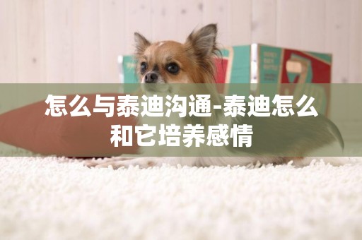 怎么與泰迪溝通-泰迪怎么和它培養感情